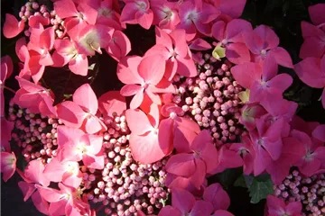 Bauernhortensie 'Kardinal' - Hydrangea macrophylla 'Kardinal'