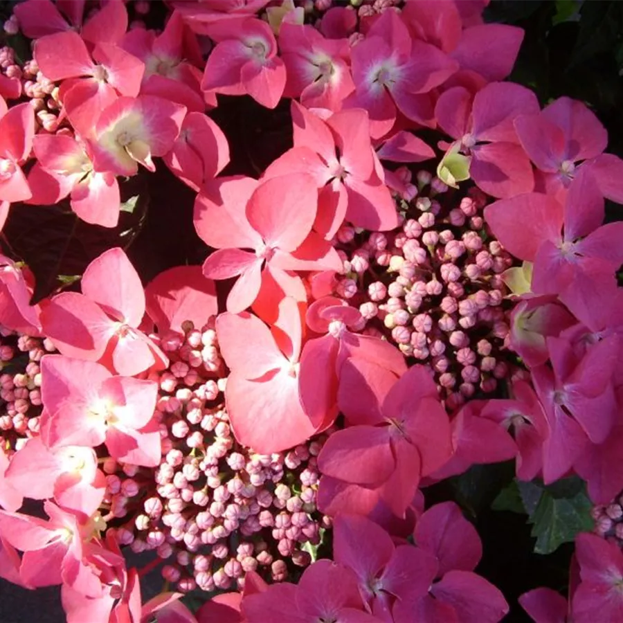Hydrangea macrophylla 'Kardinal'