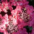 Hydrangea macrophylla 'Kardinal'
