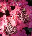 Hydrangea macrophylla 'Kardinal'