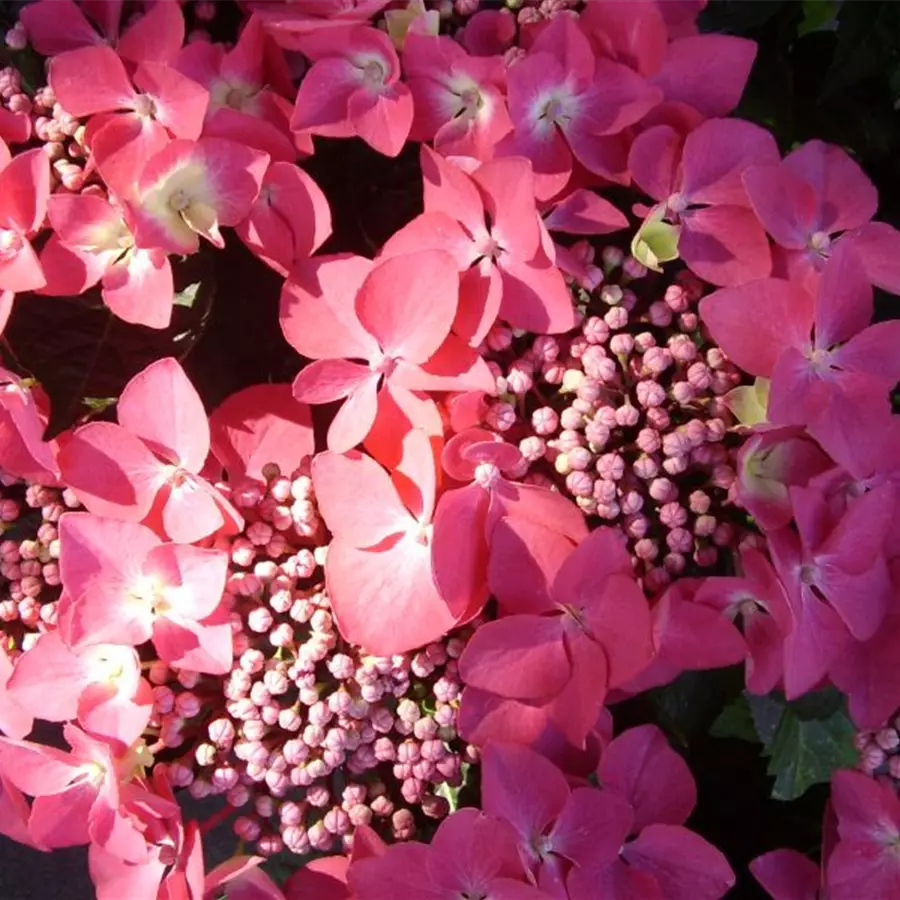 Hydrangea macrophylla 'Kardinal'