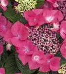 Pinke Blüten Hydrangea macrophylla 'Kardinal'
