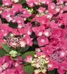 Nahaufnahme Blüten pink Hydrangea macrophylla 'Kardinal'