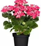 Blüten Hydrangea macrophylla 'Kardinal'
