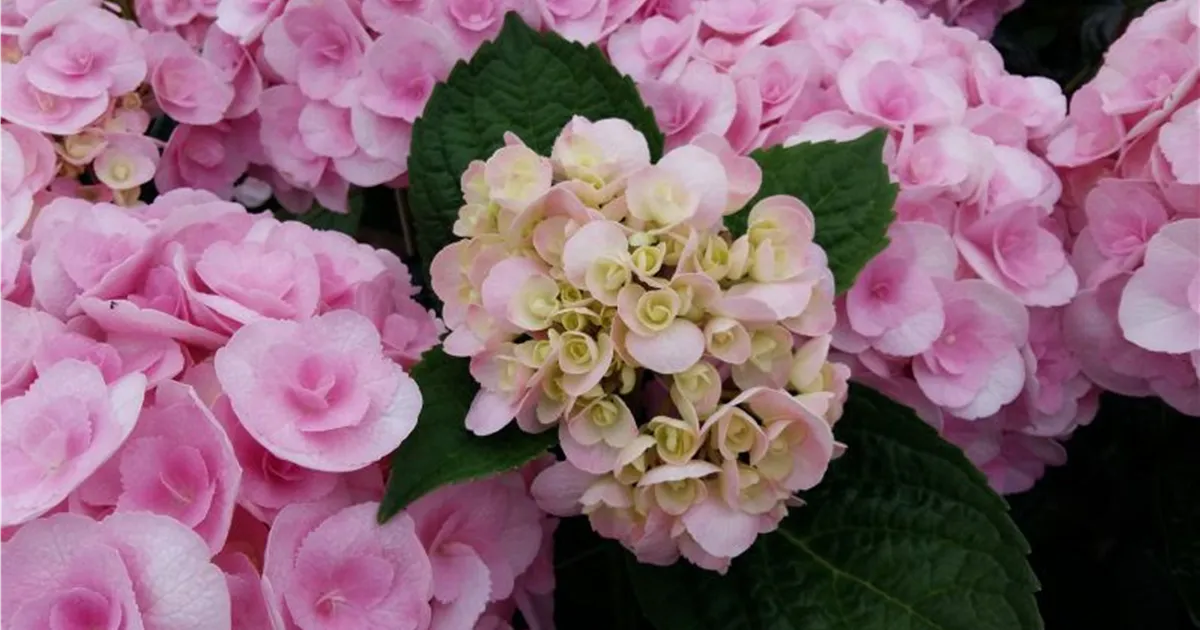 Hydrangea macrophylla 'Love'