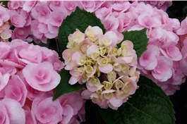 Ballhortensie 'Love' - Hydrangea macrophylla 'Love'