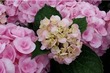 Hydrangea macrophylla 'Love'
