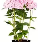 P2000870_5.jpg