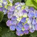 Blütenball Hydrangea macrophylla 'Magical Amethyst'® blau