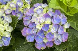 Bauernhortensie 'Magical Amethyst'® blau - Hydrangea macrophylla 'Magical Amethyst'® blau