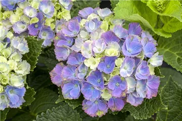 Hydrangea macrophylla 'Magical Amethyst'® blau