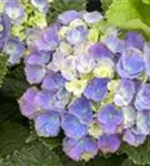 Blütenball Hydrangea macrophylla 'Magical Amethyst'® blau