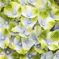 Blüten blau-grün Hydrangea macrophylla 'Magical Amethyst'® blau