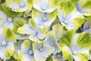 Hydrangea macrophylla 'Magical Amethyst'® blau