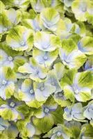 Hydrangea macrophylla 'Magical Amethyst'® blau