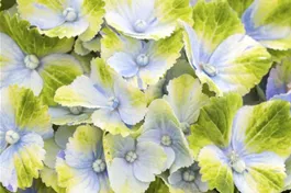 Bauernhortensie 'Magical Amethyst'® blau - Hydrangea macrophylla 'Magical Amethyst'® blau