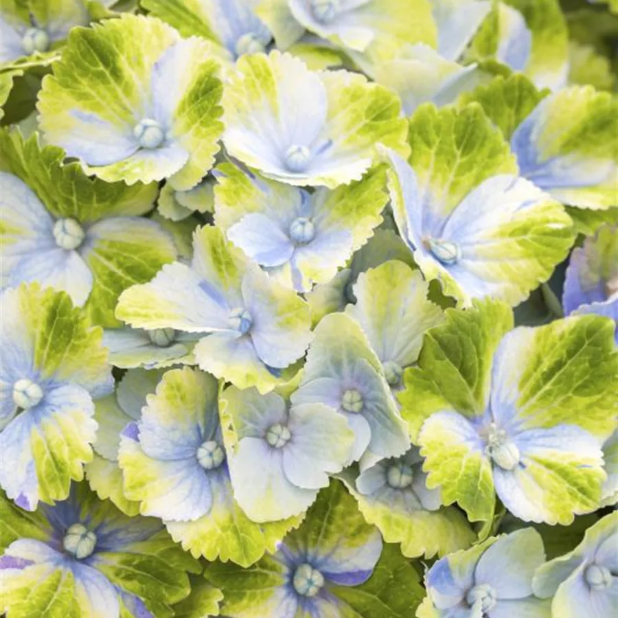 Blüten blau-grün Hydrangea macrophylla 'Magical Amethyst'® blau