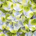 Blüten blau-grün Hydrangea macrophylla 'Magical Amethyst'® blau