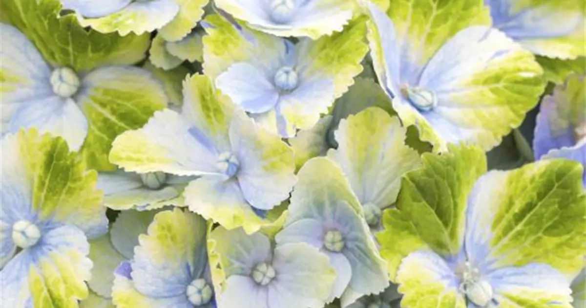 Hydrangea macrophylla 'Magical Amethyst'® blau