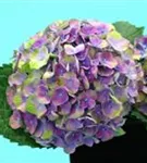 Blaue Blüten Hydrangea macrophylla 'Magical Amethyst'® blau