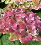 Blüten rosa Hydrangea macrophylla 'Magical Amethyst'® blau