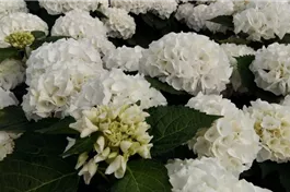 Bauernhortensie 'Magical Bride'® - Hydrangea macrophylla 'Magical Bride'®