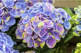Bauernhortensie 'Magical Coral'® blau - Hydrangea macrophylla 'Magical Coral'® blau