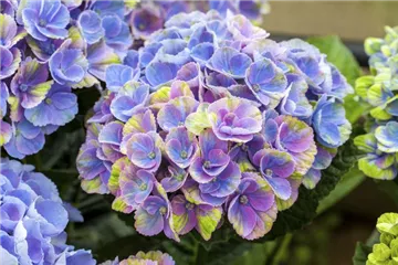 Hydrangea macrophylla 'Magical Coral'® blau