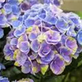 Blüten blau Hydrangea macrophylla 'Magical Coral'® blau