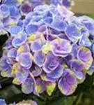 Blüten blau Hydrangea macrophylla 'Magical Coral'® blau