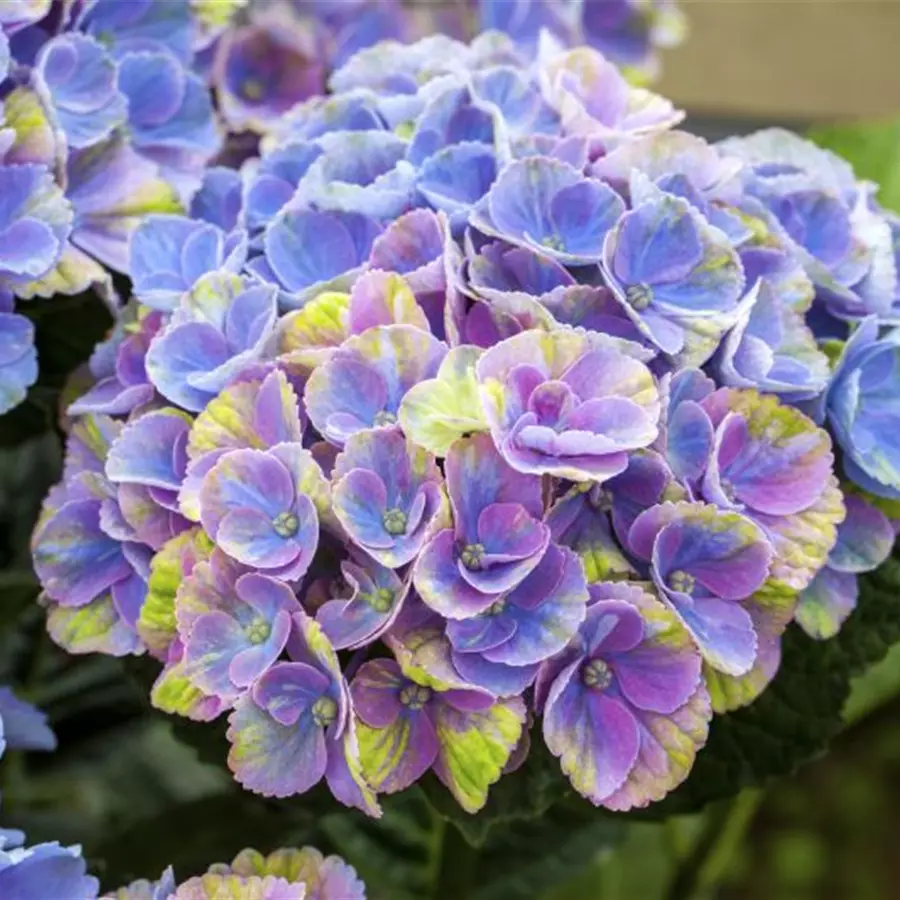 Blüten blau Hydrangea macrophylla 'Magical Coral'® blau