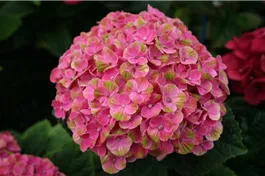 Bauernhortensie 'Magical Coral'® rosa - Hydrangea macrophylla 'Magical Coral'® rosa
