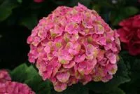Hydrangea macrophylla 'Magical Coral'® rosa