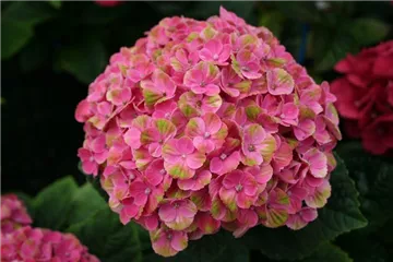 Hydrangea macrophylla 'Magical Coral'® rosa