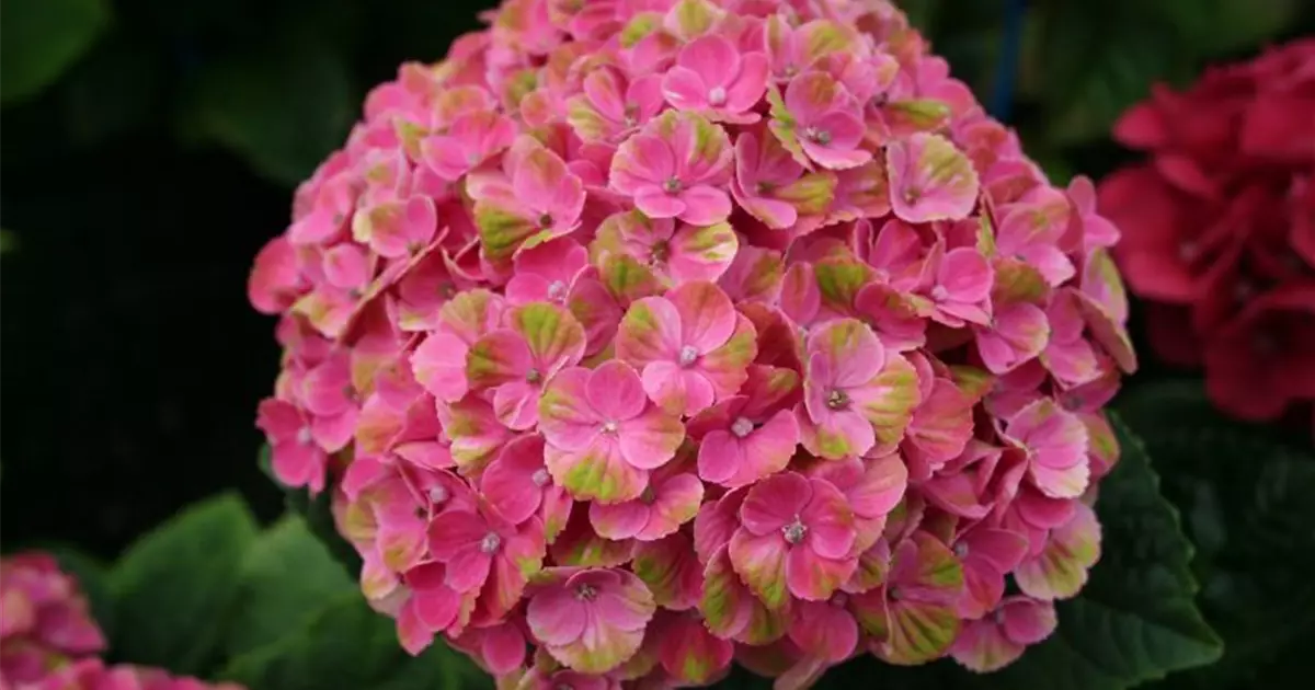 Hydrangea macrophylla 'Magical Coral'® rosa
