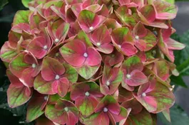 Bauernhortensie 'Magical Crimson'® - Hydrangea macrophylla 'Magical Crimson'®