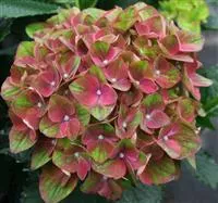 Hydrangea macrophylla 'Magical Crimson'®