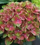 Nahaufnahme Blüten Hydrangea macrophylla 'Magical Crimson'®
