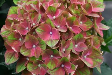 Hydrangea macrophylla 'Magical Crimson'®