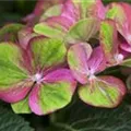 Nahaufnahme Blüten Bauernhortensie 'Magical Greenfire'®