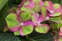 Hydrangea macrophylla 'Magical Greenfire'®