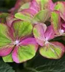 Nahaufnahme Blüten Bauernhortensie 'Magical Greenfire'®