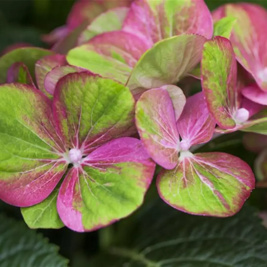Nahaufnahme Blüten Bauernhortensie 'Magical Greenfire'®