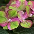 Nahaufnahme Blüten Bauernhortensie 'Magical Greenfire'®