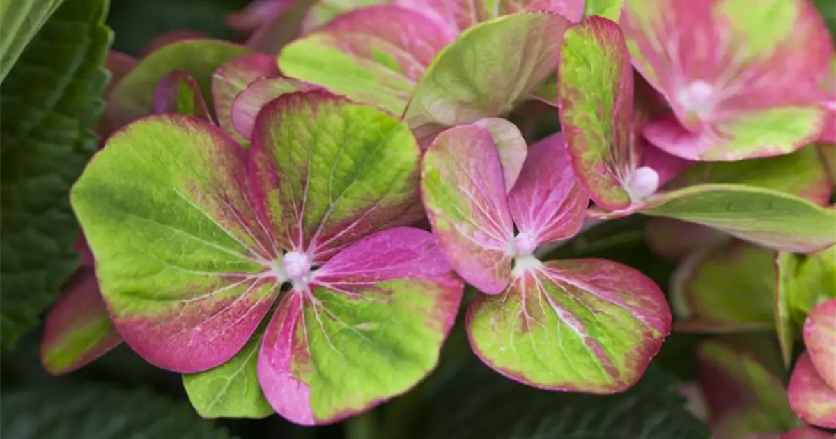 Hydrangea macrophylla 'Magical Greenfire'®