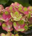 Blüten Bauernhortensie 'Magical Greenfire'®