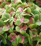 Nahaufnahme grün-pinke Blüte Bauernhortensie 'Magical Greenfire'®