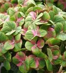 Nahaufnahme grün-pinke Blüte Bauernhortensie 'Magical Greenfire'®