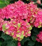 Grüner Blütenball Bauernhortensie 'Magical Greenfire'®