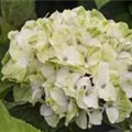 Helle Blüten Hydrangea macrophylla 'Magical Noblesse'®